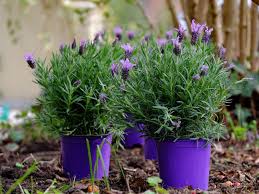 Se non vuoi vivere spostando le piante ogni mese o rassegnarti a vederle morire e ripiantarle la stagione successiva, allora hai bisogno di queste piante da esterno resistenti al caldo e al freddo. Piante Da Esterno Perenni In Vaso Per Outdoor Archzine It