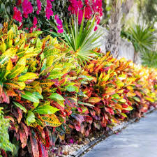 Image result for Croton kilwae