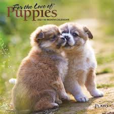 For The Love Of Puppies 2021 7 X 7 Inch Monthly Mini Wall Calendar With Foil Stamped Cover By Plato Animals Dog Breeds Puppies Is In 2020 Puppies Dog Breeds Pet Dogs