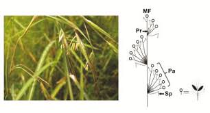 Image result for Elymandra lithophila