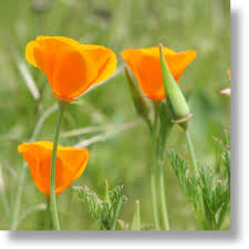 Plant from seed in late fall or winter. California Poppy Flowers