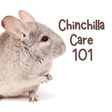 We did not find results for: Everything You Need To Know About Caring For Chinchillas Pethelpful