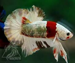 Plakat Betta Ikan Cupang Kolam Ikan Hewan