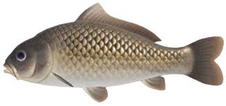 Acnh | Crucian Carp - How To Catch & Price | Animal Crossing - Gamewith
