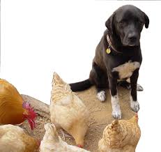 How To Train A Dog To Protect Backyard Chickens Goruntuler Ile Evcil Hayvanlar Hayvan Hayvanlar