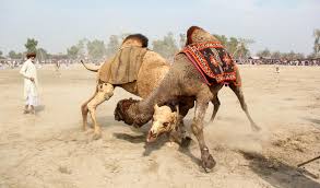 Camels have a series of physiological adaptations that allow them to withstand long periods of time without any external source of water.19 the dromedary camel can drink as seldom as once every 10 days even. Culture Or Cruelty Camel Fighting Persists In Pakistan Despite Ban Arab News