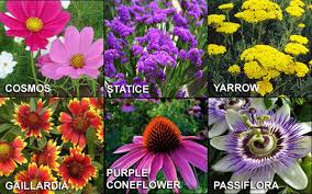 The ancients, who believed that nectar fell directly from did you know: Butterfly Gardens Kids Growing Strong