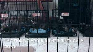 A puppy's first crate training session video supplementary notes for steps 1 to 8 because without first going through a crate training process, if you tried to crate your puppy. Puppy Crate Training The First Night Youtube