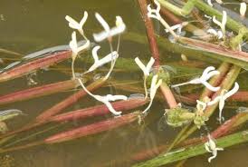 Image result for Blyxa hexandra