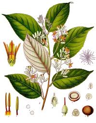 Image result for Exochaenium baumianum