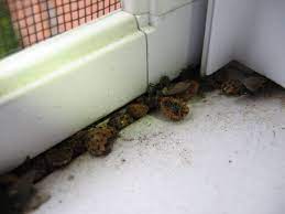 You are sitting by the sunny window, enjoying a cup of pumpkin spice coffee. How Do You Get Rid Of Ladybugs In The House See What Attracts Ladybugs In Your House And How To Get Rid Of Ladybirds Asian Beetles And Ladybugs The Diy Household