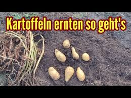 Sind die pflanzen komplett abgestorben, kannst du mit der kartoffelernte beginnen. Wann Kartoffeln Ernten Wann Sind Kartoffeln Reif Fur Die Ernte Meine Kartoffelernte Aus Dem Topf Youtube
