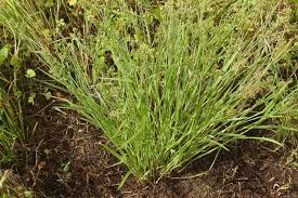 Image result for Fuirena ciliaris