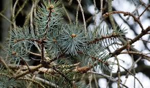 Recently we had a tree cutter remove some branches from the middle portion of our blue spruce tree. Https Www Timesleaderonline Com News Local News 2019 03 More Blue Spruce Trees In The Region Suffering From Rhizosphaera Needle Cast Disease