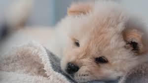 Includes 2020 observances, fun facts & religious holidays: Complete Guide To 2020 S Pet Holidays
