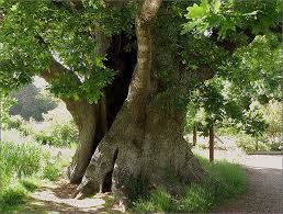 Дуб — оберіг українського народу