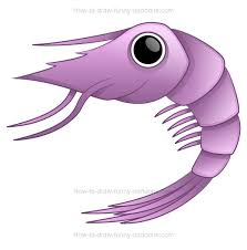 If you like it, follow these steps to try it out! How To Draw A Cartoon Shrimp That Looks Super Cute