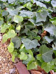 If you find that you do not want to get rid of, you can consult an expert in your field. How To Get Ivy Off Trees Without Hurting The Trees Pennlive Com