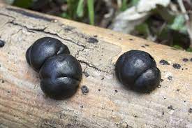 São josé do rio preto. Fungo Preto Fotos Gratuitas Rgbstock Fotos Gratuitas Micromoth April 18 2012 3