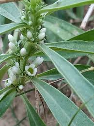 Image result for Enicostema axillare