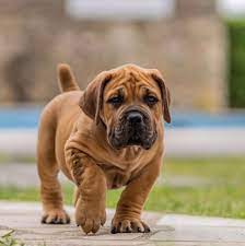 Boerboels Kenya Home Facebook
