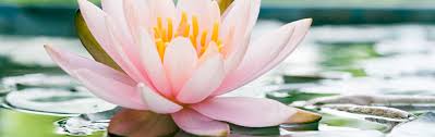 If you own a 2′ deep pond, and your lilies are in lily pockets, simply cut back all plants foliage and stems to just about the level of the rhizome. Water Lily Growing Guide Garden Express Online Nursery