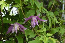 Maybe you would like to learn more about one of these? Willy Clematis Kiwi Nurseries Ltd