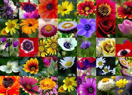 It is split into four chapters, and each chapter serves a different purpose. The Origin And Meanings Of Your Favorite Flowers