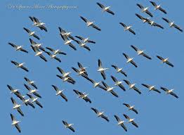 Image result for flock of eagles