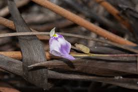 Image result for Utricularia arenaria