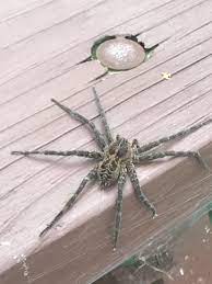Dozens of huge fishing spiders are turning up in southeastern wisconsin, and becoming quite popular on social media. Dolomedes Scriptus Striped Fishing Spider In La Valle Wisconsin United States