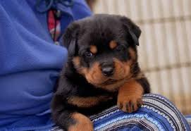 We offer a 5 year guarantee on all german puppies.call for a free consultation. Rottweiler Puppies For Sale North Carolina Page 2