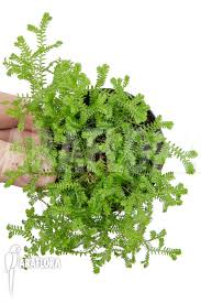 Image result for Selaginella kraussiana