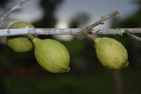 Image result for Eugenia aschersoniana