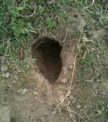 Le tatou vit dans les pays chauds. Trou De Rat Dans La Terre Ou Dans Le Jardin Que Faire Stoprat