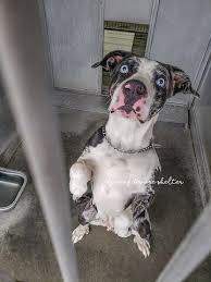 Maybe you would like to learn more about one of these? California Man Fights To Get His Dog Back Pet Rescue Report