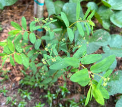 Image result for Euphorbia hyssopifolia