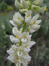Image result for Gentiana asclepiadea alba