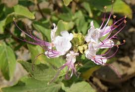 Image result for Ocimum urundense