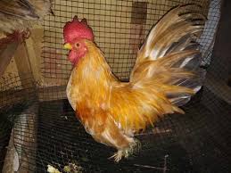 Hewan merupakan salah satu ciptaan tuhan yang 'menemani' manusia tinggal di bumi. Lengkap Daftar Harga Ayam Kate Semua Jenis Terbaru