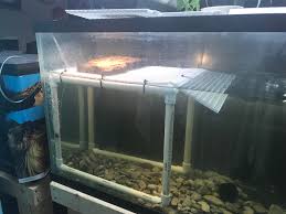 Getting the best turtle basking platform is crucial to keep your turtle healthy and happy. Turtle Basking Dock Diy