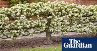 Avoid tip bearing varieties when buying a tree to shape, as it is necessary to spur. Trained Fruit In Pictures Life And Style The Guardian