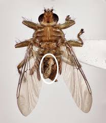 Maybe you would like to learn more about one of these? Bugs On Bugs On Bugs On Birds Carnegie Museum Of Natural History