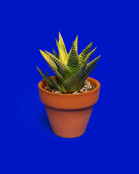 Image result for Haworthia limifolia