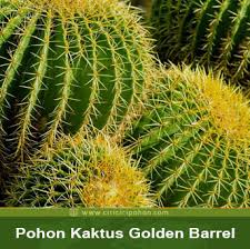 Kata jamak untuk kaktus adalah kakti. Sering Dijadikan Tanaman Hias Kini Pohon Kaktus Golden Barrel Kian Langka Ciriciripohon Com