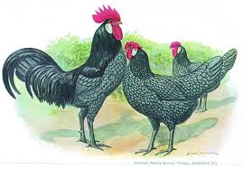 The blue andalusian aka andaluza azul is an ancient breed, originating as a landrace in the exact make up of the andalusian breed is unknown, but the castilian chicken breed was probably used as. Murray Mcmurray Hatchery Blue Andalusians