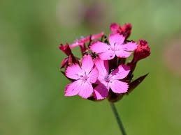 Image result for Dianthus angolensis