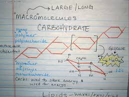 Macromolecule Foldable Google Search Macromolecules Biology Interactive Notebook Interactive Notebooks