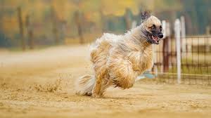 This small dog breed is characterized by long hair. 15 Long Haired Dog Breeds You Need To Know About Barking Royalty