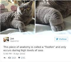 20 Tweets About Cats That Will Make You Lol Animal Captions Cute Funny Animals Funny Animals
